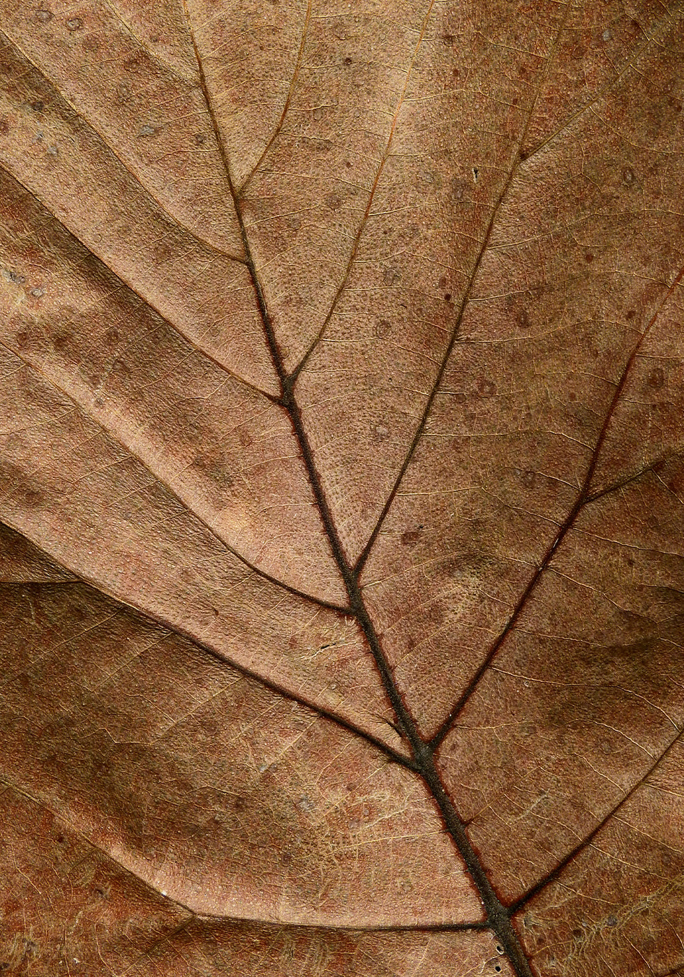 Textured Dry Leaf Poster
