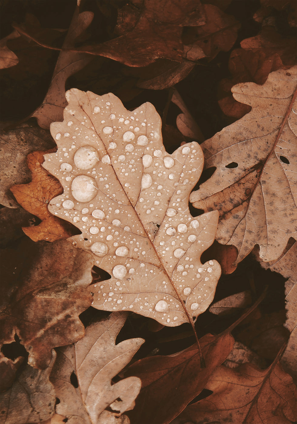 Dew-Dappled Autumn Leaves Poster