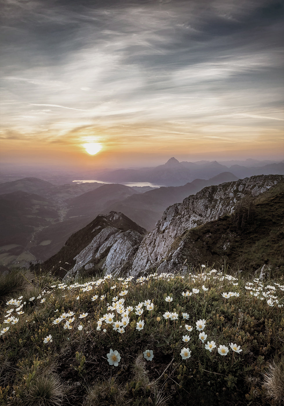 Flowers On The Mountain Poster