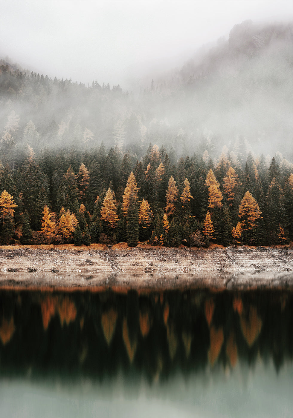 Autumn Reflections in Misty Forest Poster