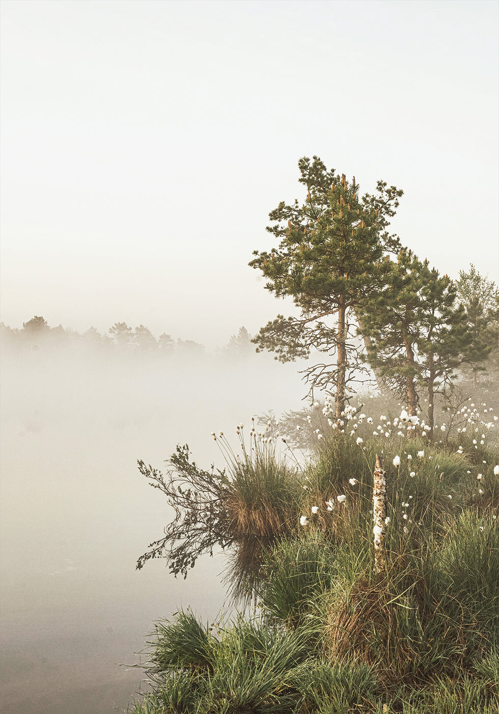 Foggy Summer Morning Poster