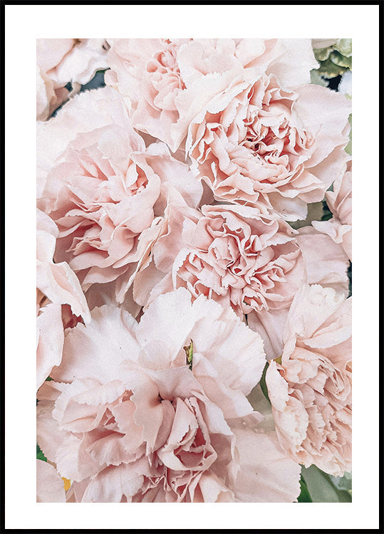 Peony Poster