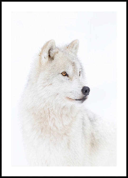 Portrait of an Arctic Wolf Poster