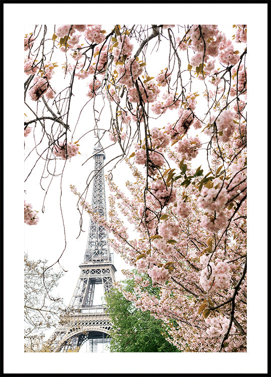 Spring Eiffel Tower With Bherry Blossoms Poster