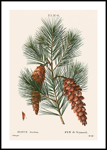 White Pine Botanical Poster