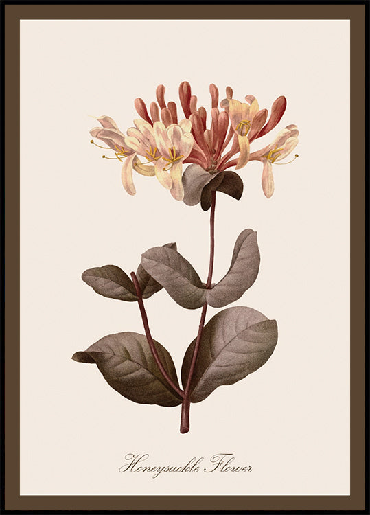 Vintage Honeysuckle Flower Poster