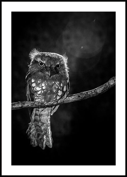 Alone in the night Poster