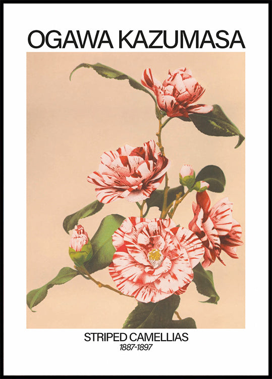 Striped Camellias Print, Ogawa Kazumasa Poster