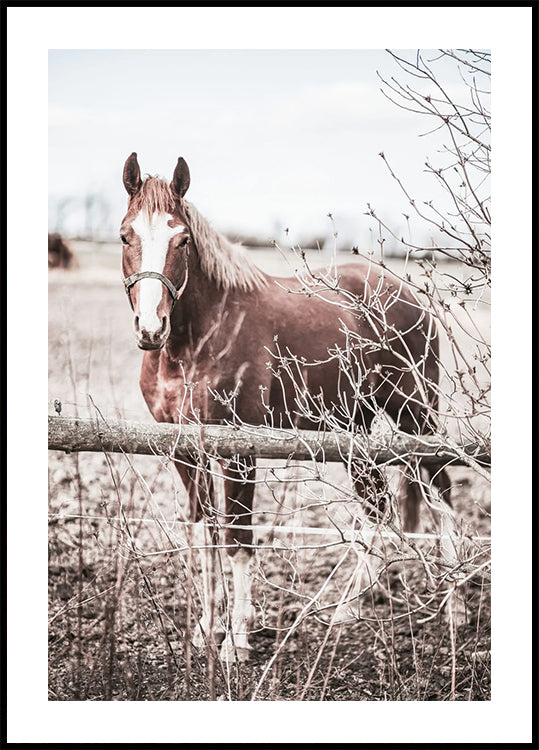 Rustic Brown Horse in Pastel Countryside Poster