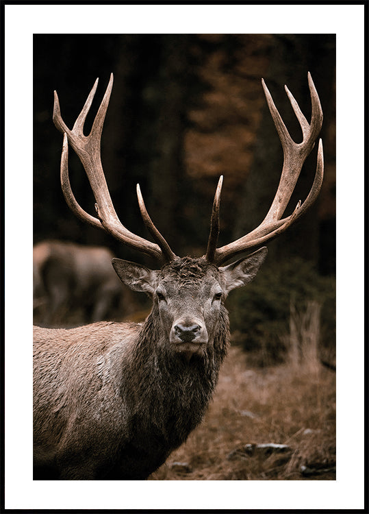 Majestic Deer in Autumn Forest Poster