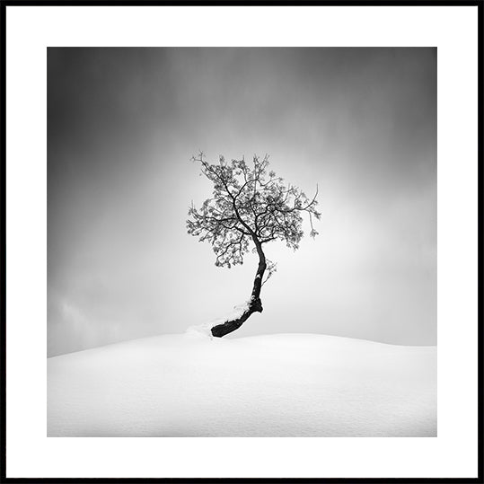 Winter Tree Poster