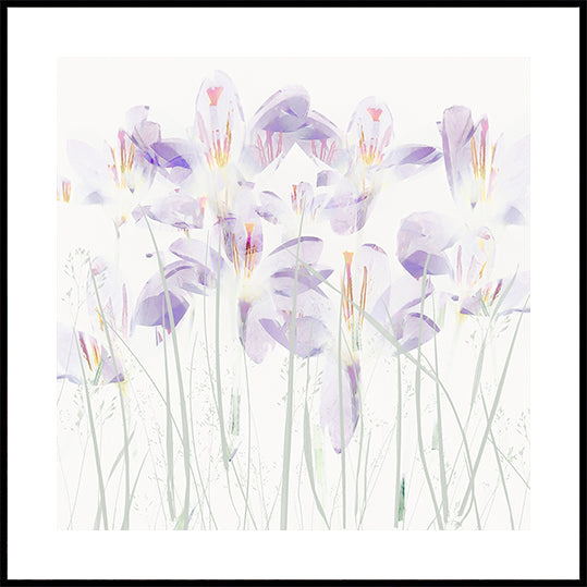 Crocuses in the grass Poster