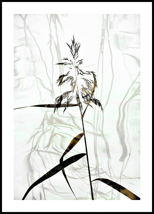 Reed