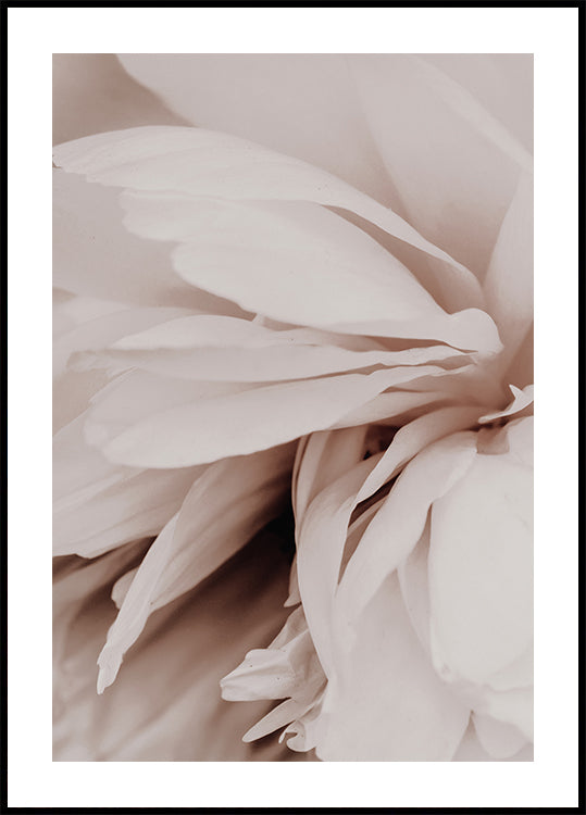 Peony