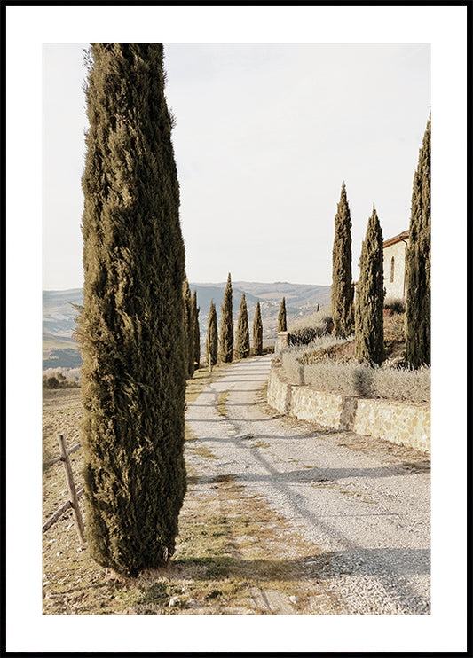 Tuscan Cypress Path Poster