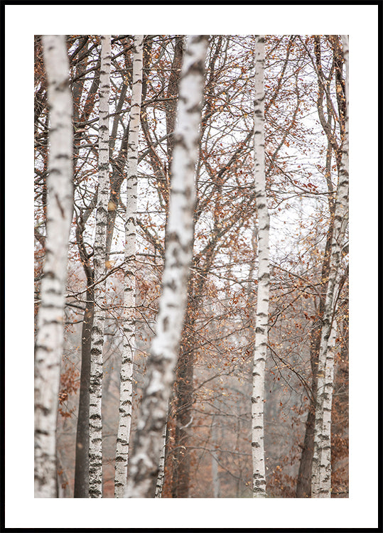 Birch Trees 6 Poster – Posterbox.uk