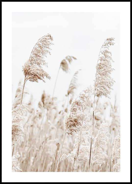 Boho Dried Reeds in Nature Poster