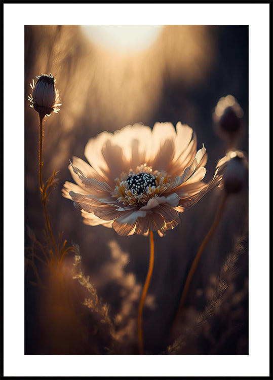 Sunlit Blossom