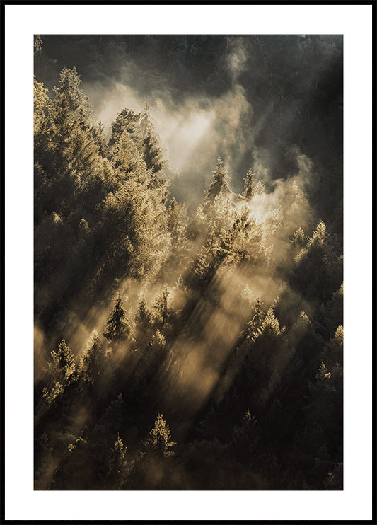 Forest at Sunrise Poster