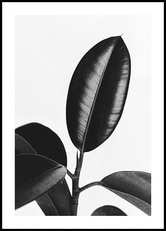 Ficus Leaves in Black & White Poster