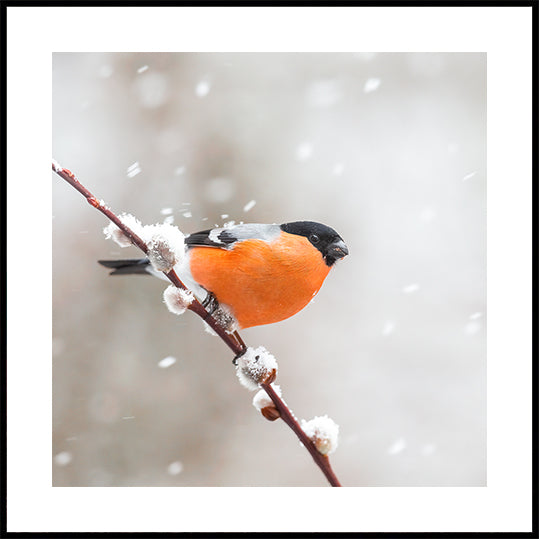 Bullfinch in a snowstorm Poster