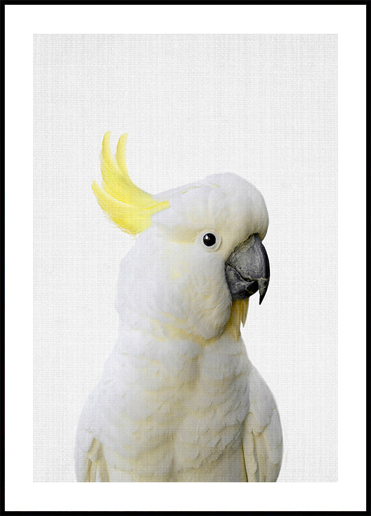 Peekaboo Cockatoo Poster – Posterbox.uk