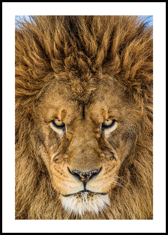 Serious Lion