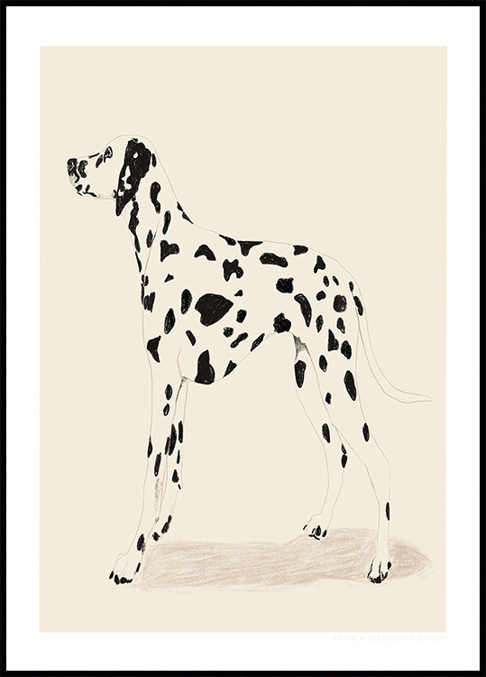 Pandc Dalmation