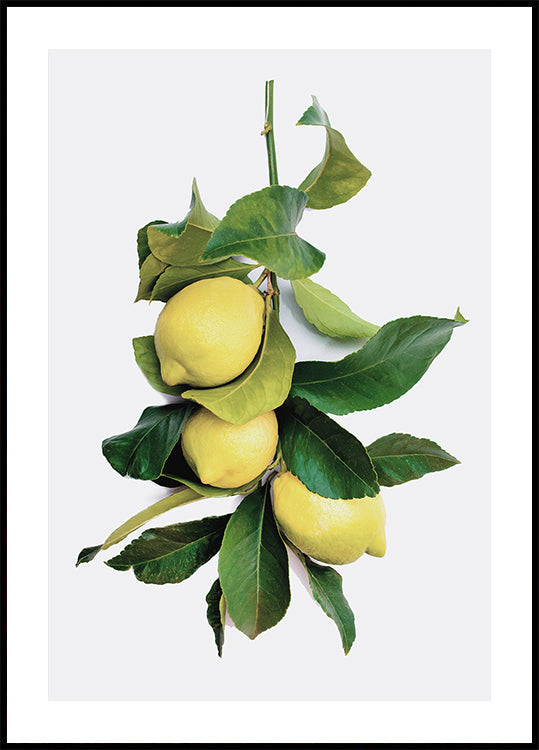 Lemon Branch with Vibrant Leaves Poster