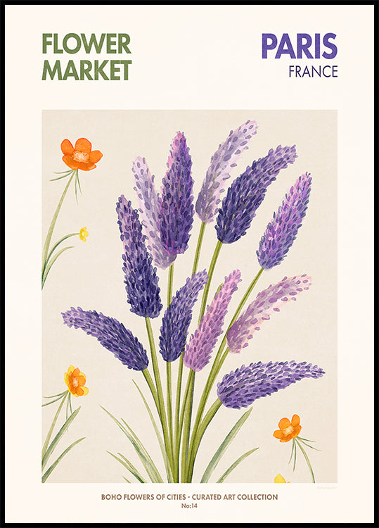 Lavender Blooms Poster