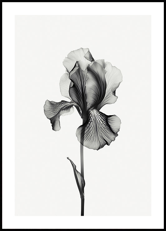 Abstract Iris Poster