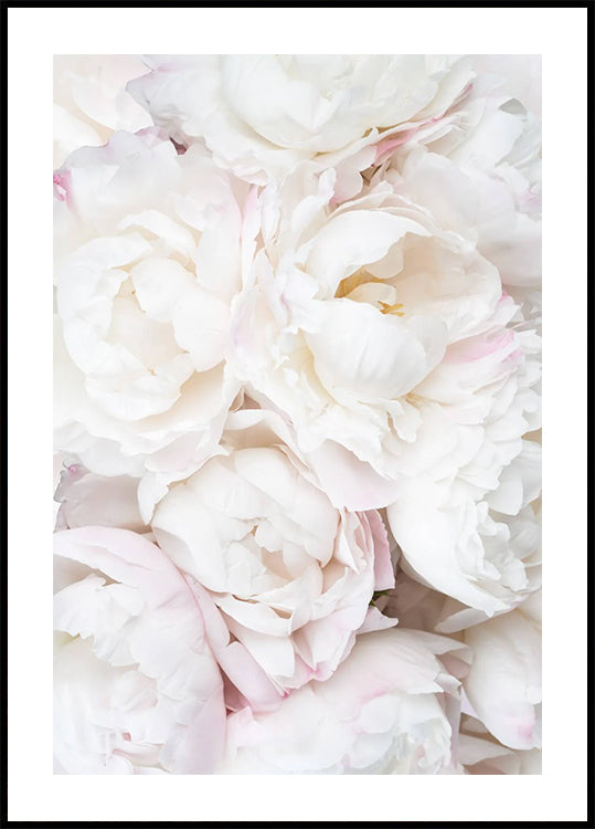 White Peonies, Soft Romantic Floral Close-up Poster
