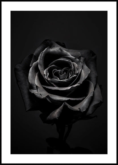 Black Rose Poster