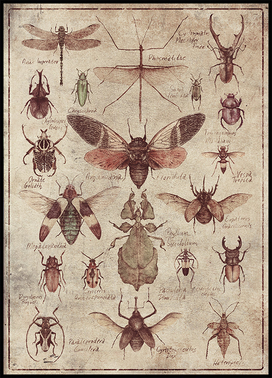 Vintage-style  Insects Poster