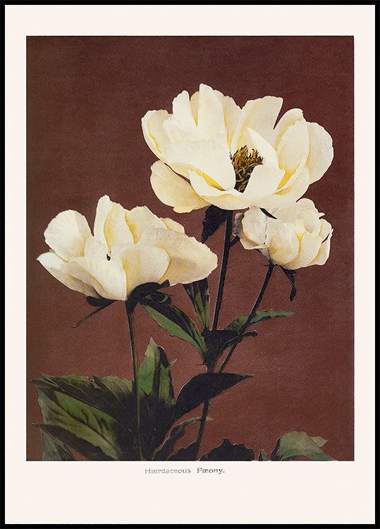Hærdaceous Peony Poster