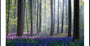 Bluebells Poster