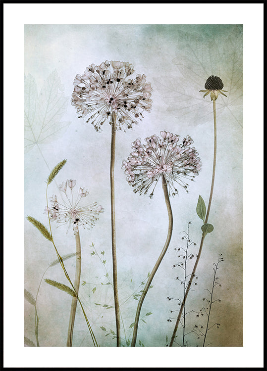 Allium Poster