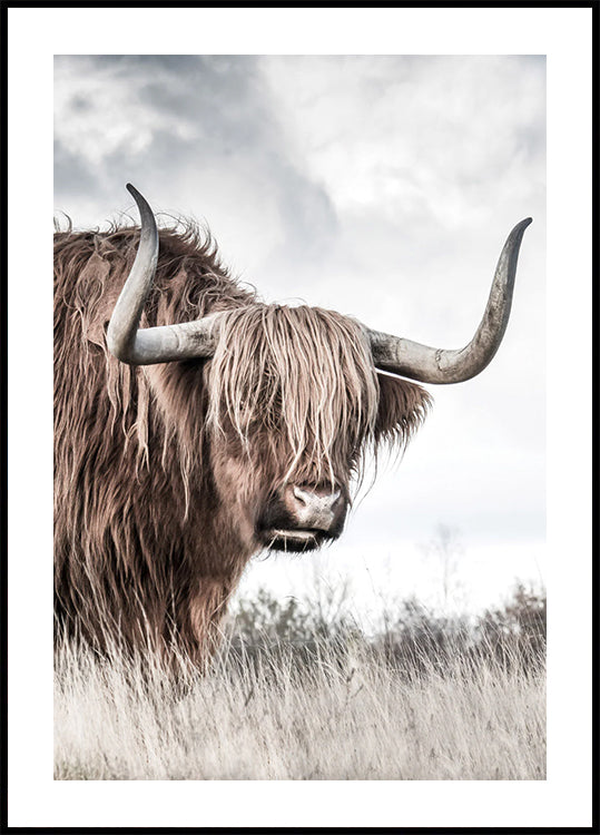 Winter Highland Cow Poster