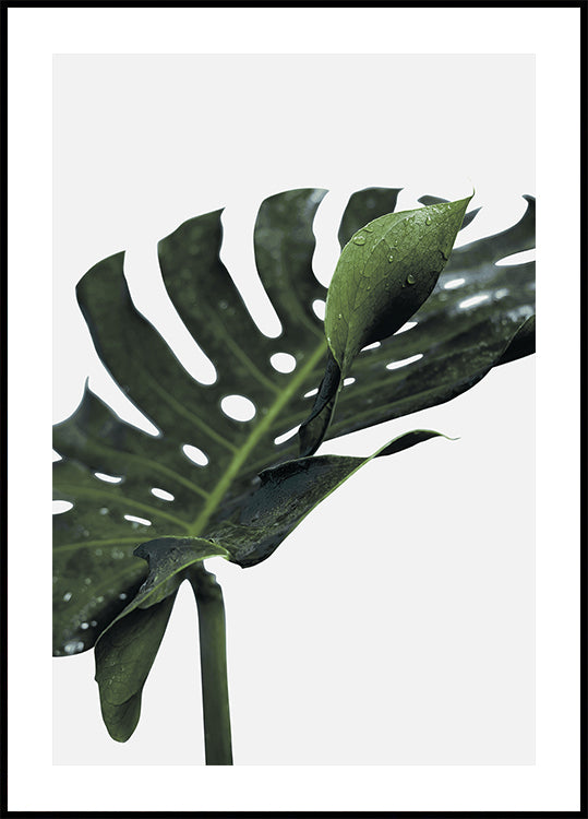 Monstera-plante №1 Poster