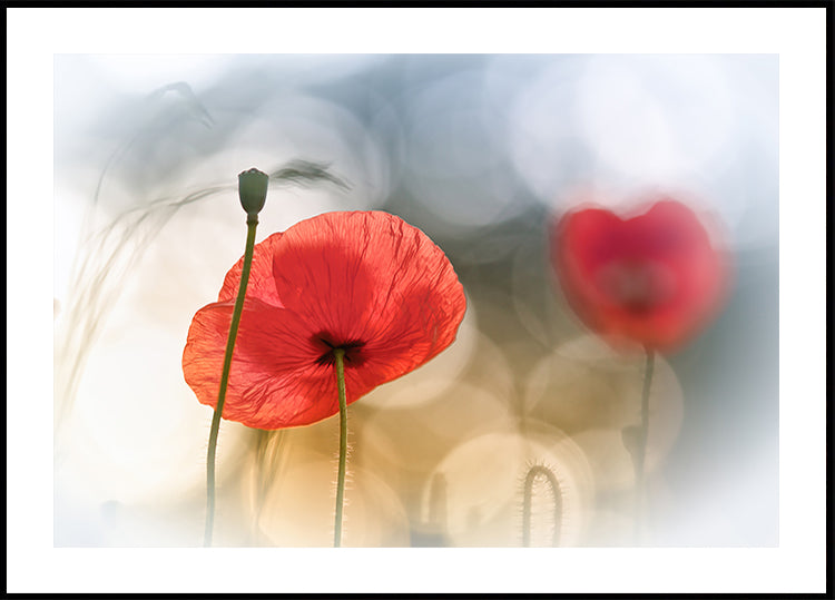 Morning Poppies