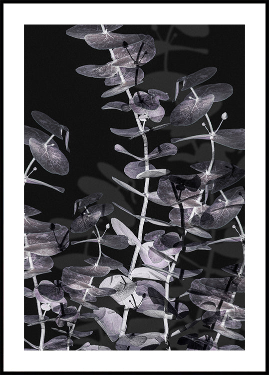 Eucalyptus Negative No.2 Poster