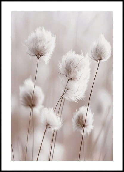 White Cotton Grass Poster