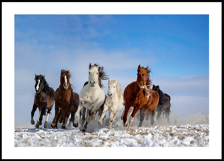 Mongolia Horses