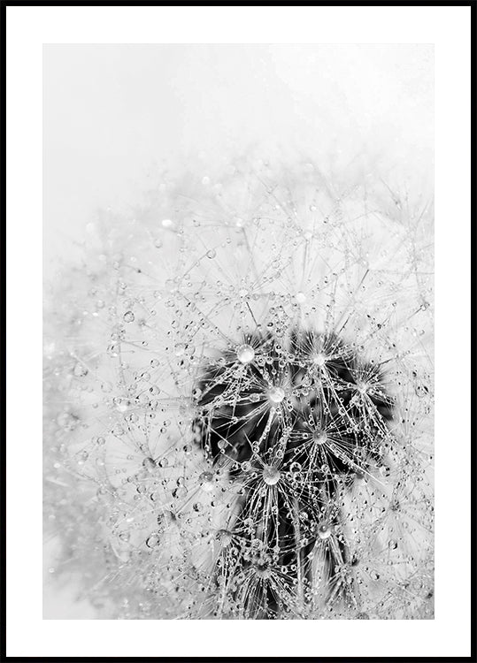 Dandelion Flower with Dew Poster