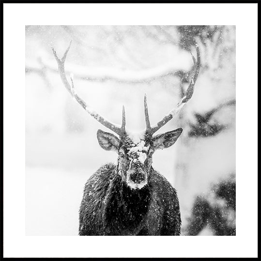 Male deer in heavy snow Poster