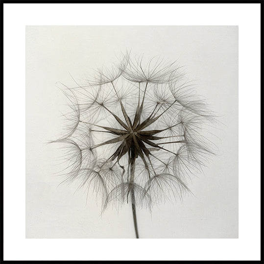 Tragopogon Poster