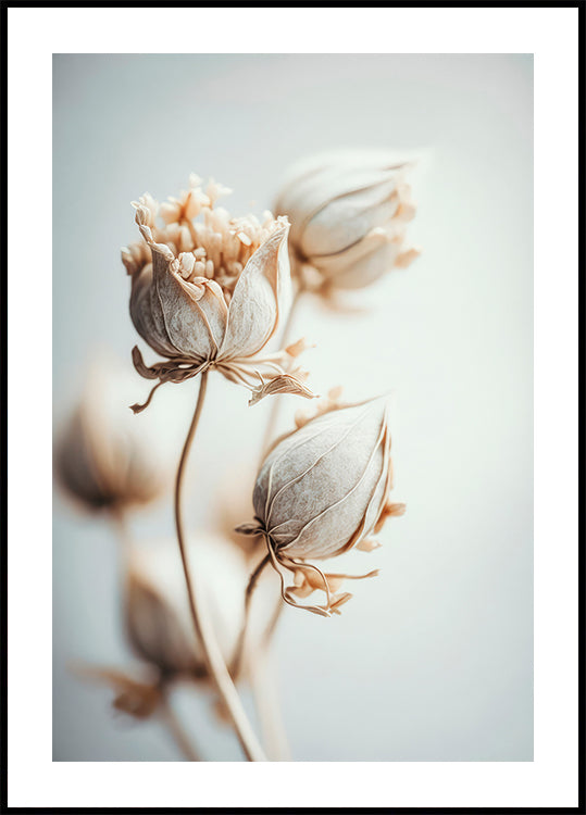 Delicate Blossoms Poster