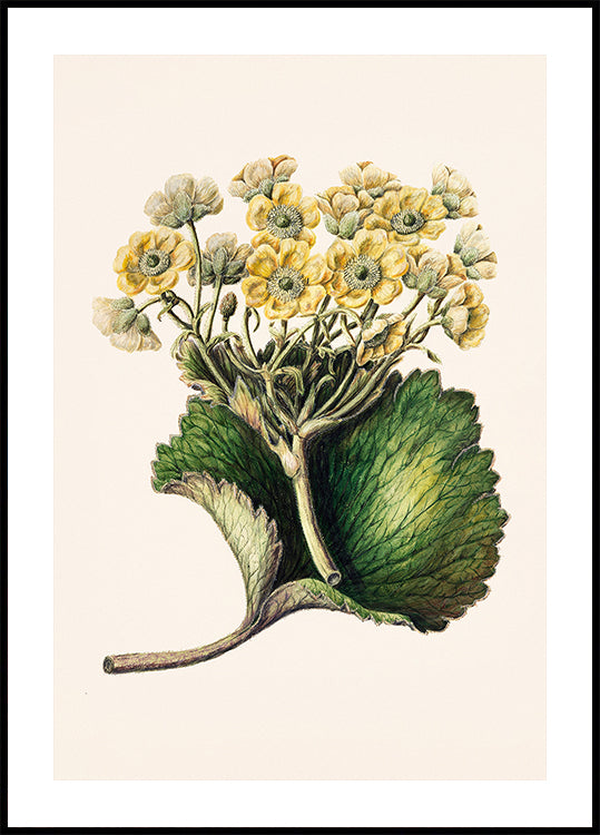 Korikor Drawn By Sarah Featon (1848–1927 Poster