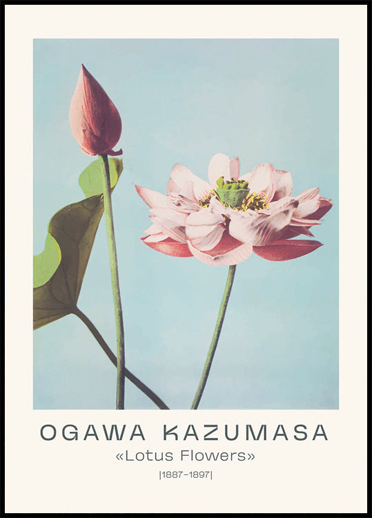 Lotus Flowers Vintage Botanical, Ogawa Kazumasa 1887–1897 Poster