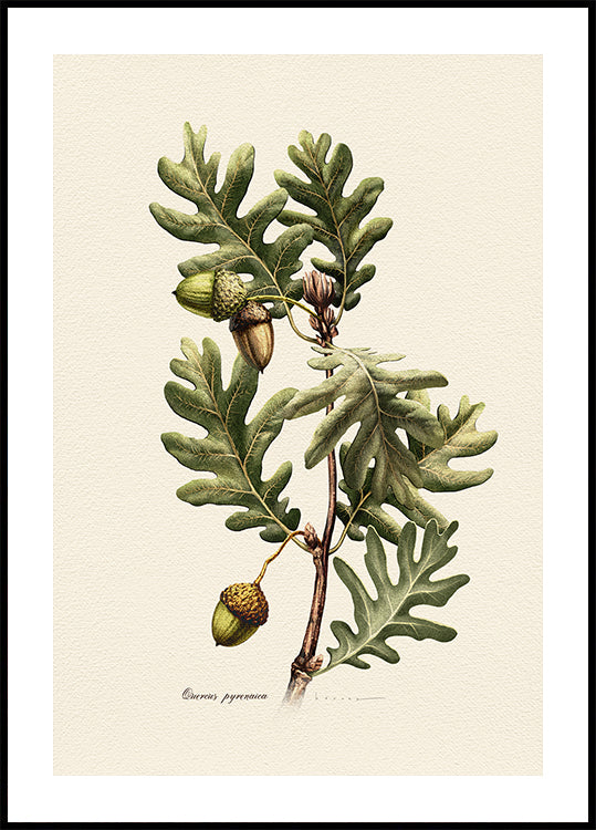 Botany   Quercus Pyrenaica Poster